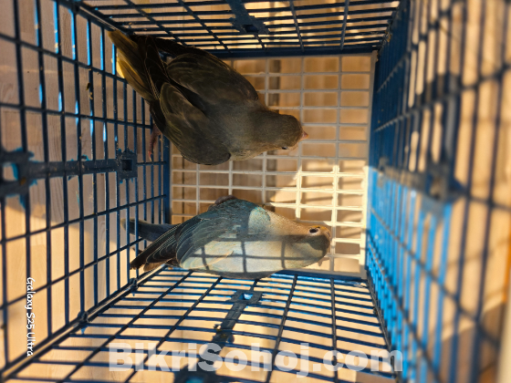 Lovebird baby 2 pisc